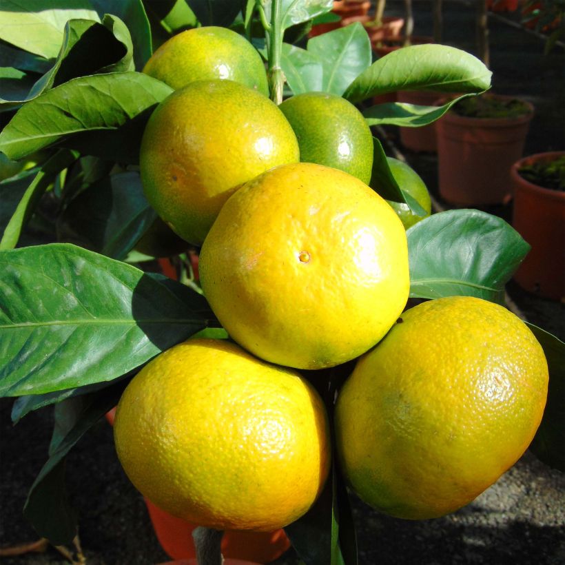 Satsuma - Citrus reticulata subsp. unshiu (Sadonkorjuu)