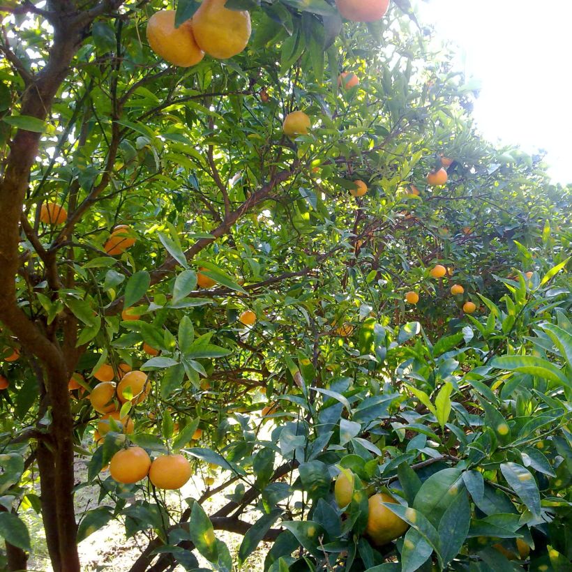 Satsuma - Citrus reticulata subsp. unshiu (Kasvutapa)