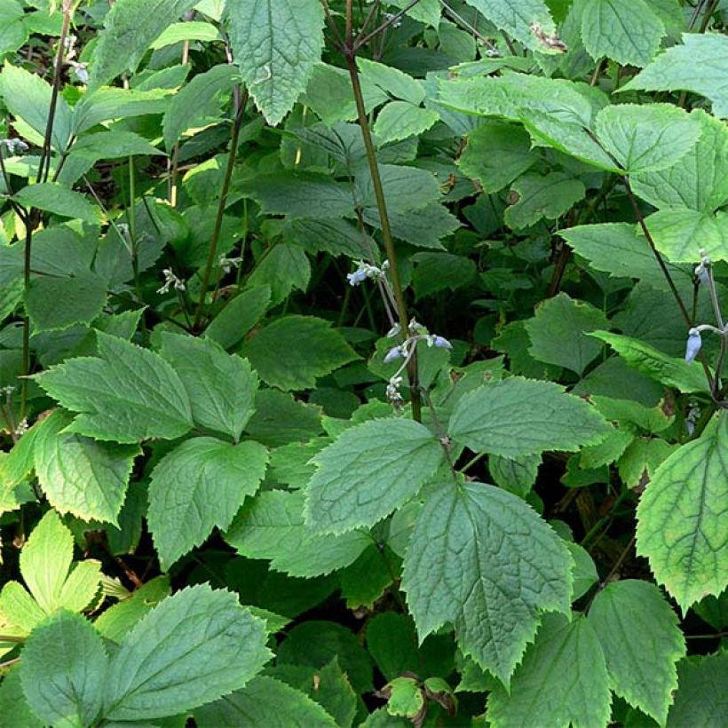 Trumpettikärhö - Clematis heracleifolia (Lehvistö)