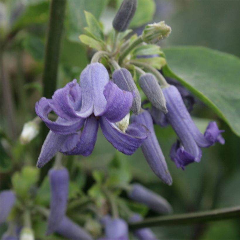 Trumpettikärhö - Clematis heracleifolia (Kukinta)