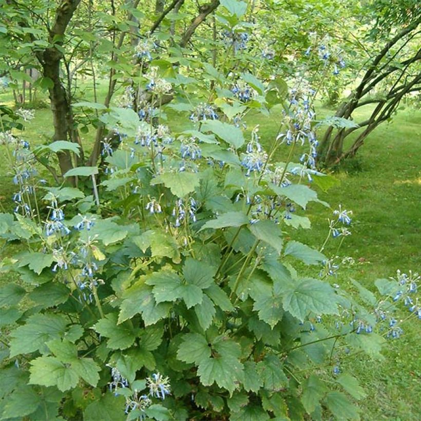 Trumpettikärhö - Clematis heracleifolia (Kasvutapa)