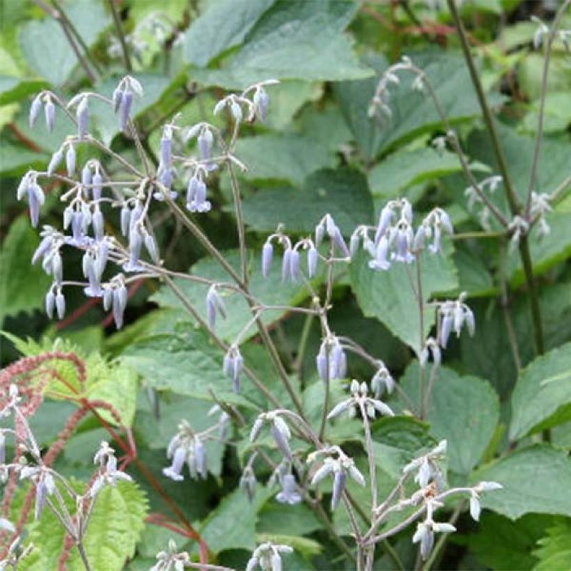 Loistokärhö - Clematis stans (Kukinta)
