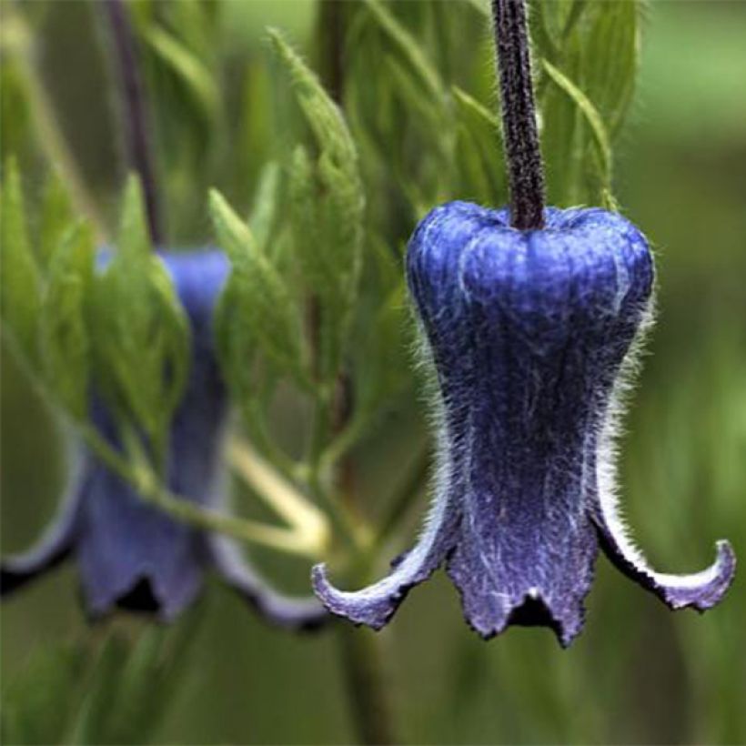Loistokärhö - Clematis hirsutissima (Kukinta)