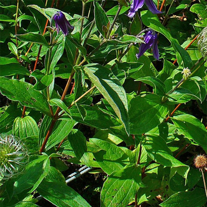Kellokärhö - Clematis integrifolia (Lehvistö)