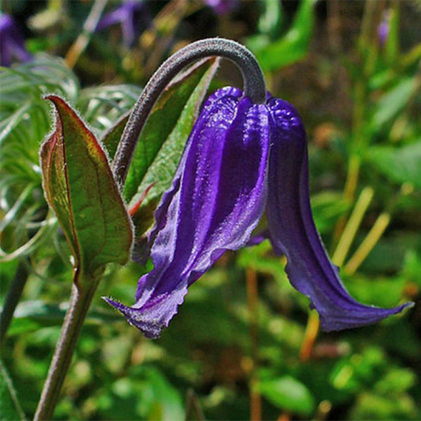 Kellokärhö - Clematis integrifolia (Kukinta)