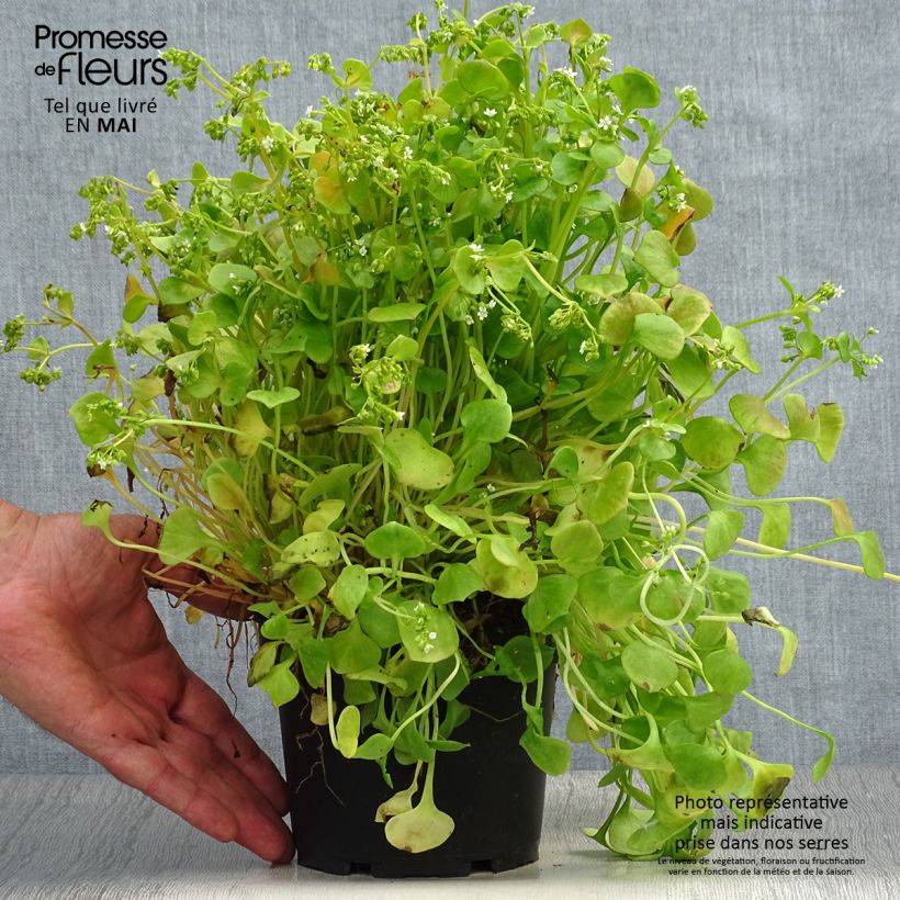 Esimerkki keväällä toimitetusta Claytonia perfoliata - Salaattikleitonia 1,5 litran / 2 litran kannu-taimesta