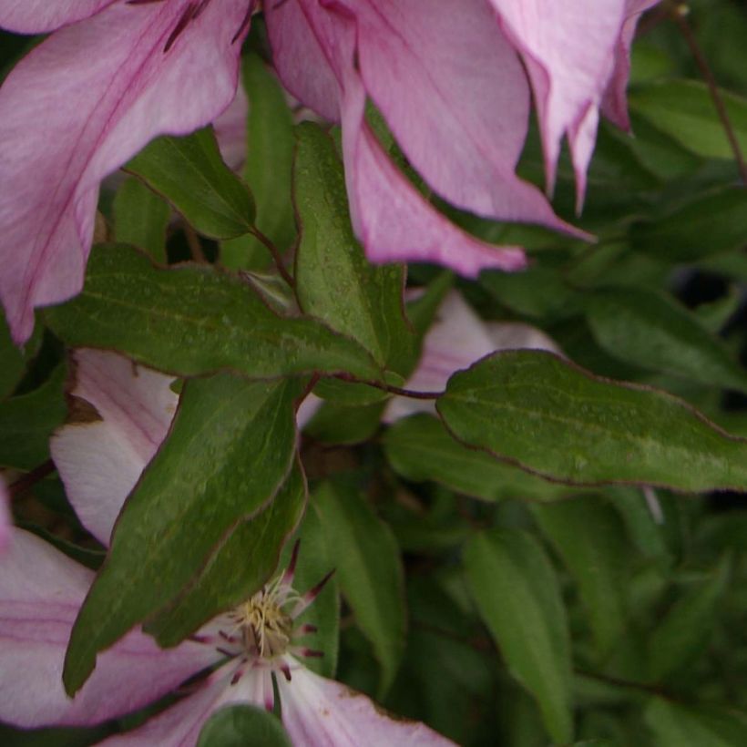 Loistokärhö Isabella (Lehvistö)