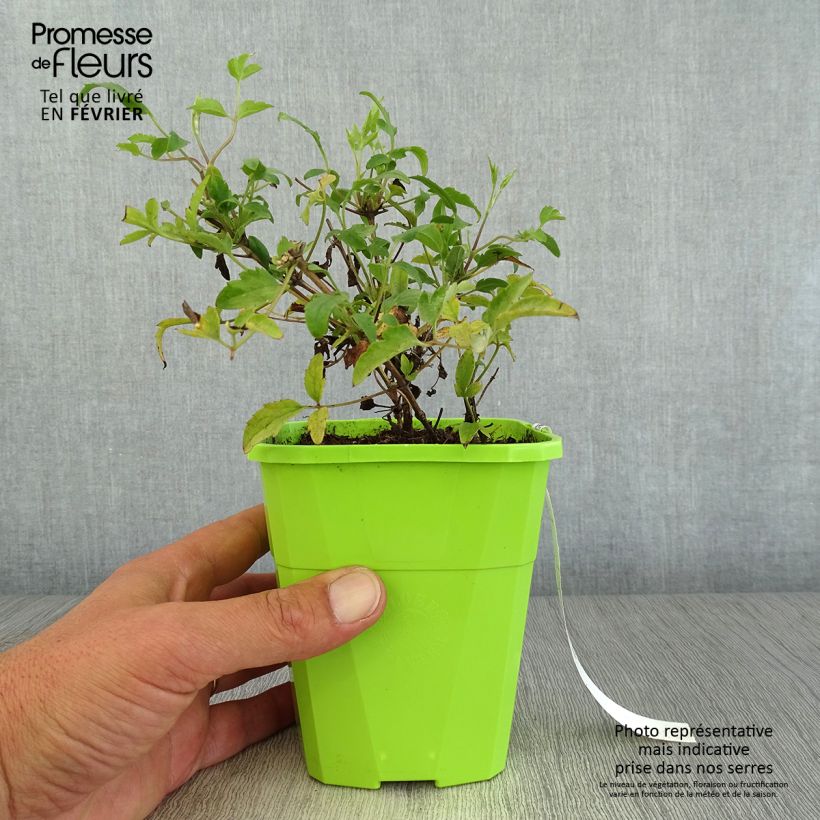 Esimerkki syksyllä toimitetusta Kiinankeltakärhö Little Lemons 1 litran / 1,5 litran ruukku-taimesta