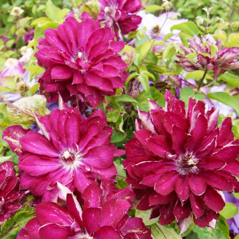 Loistokärhö Red Passion (Kukinta)