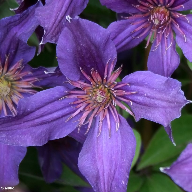 Kellokärhö Saphyra Violetta (Kukinta)