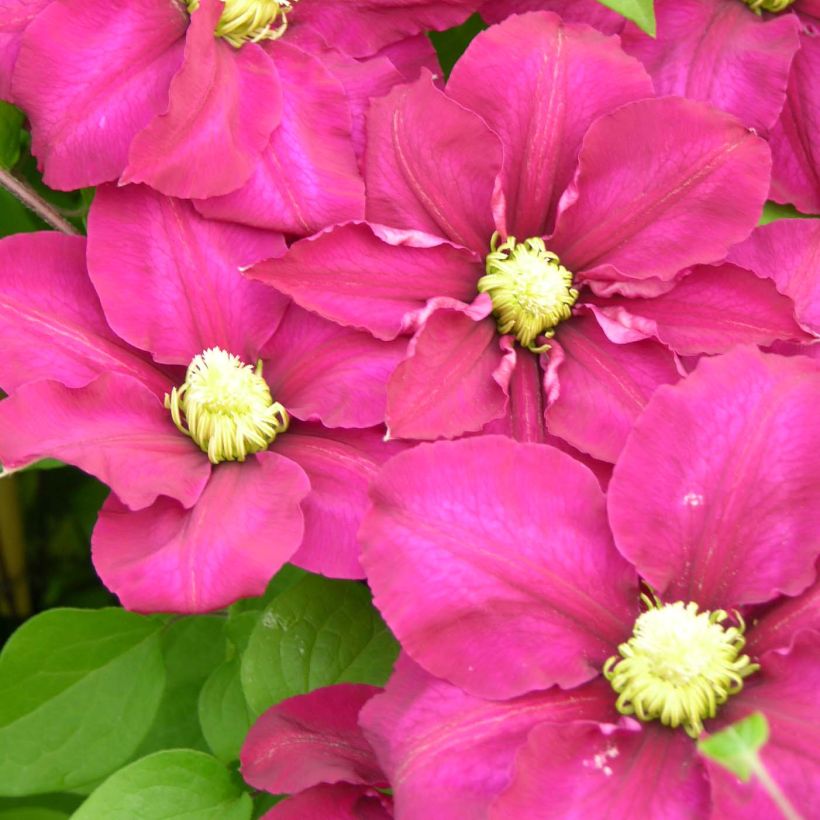 Loistokärhö SUCCESS Magenta (Kukinta)