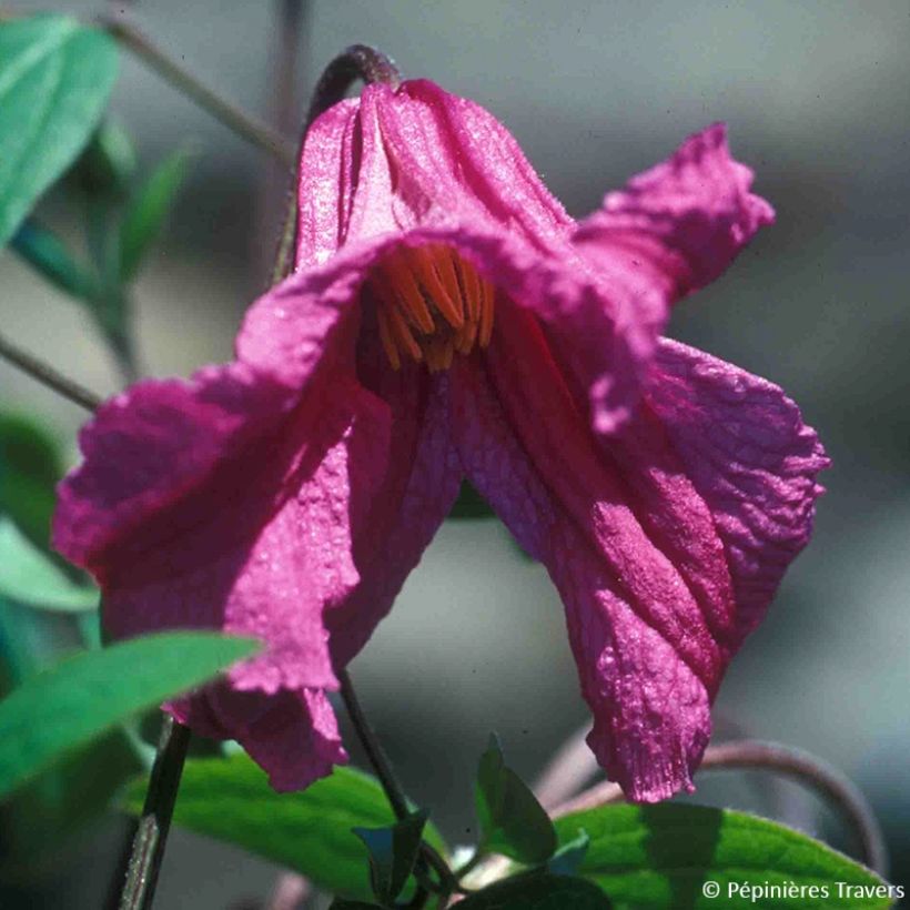 Viinikärhö Savannah (Kukinta)
