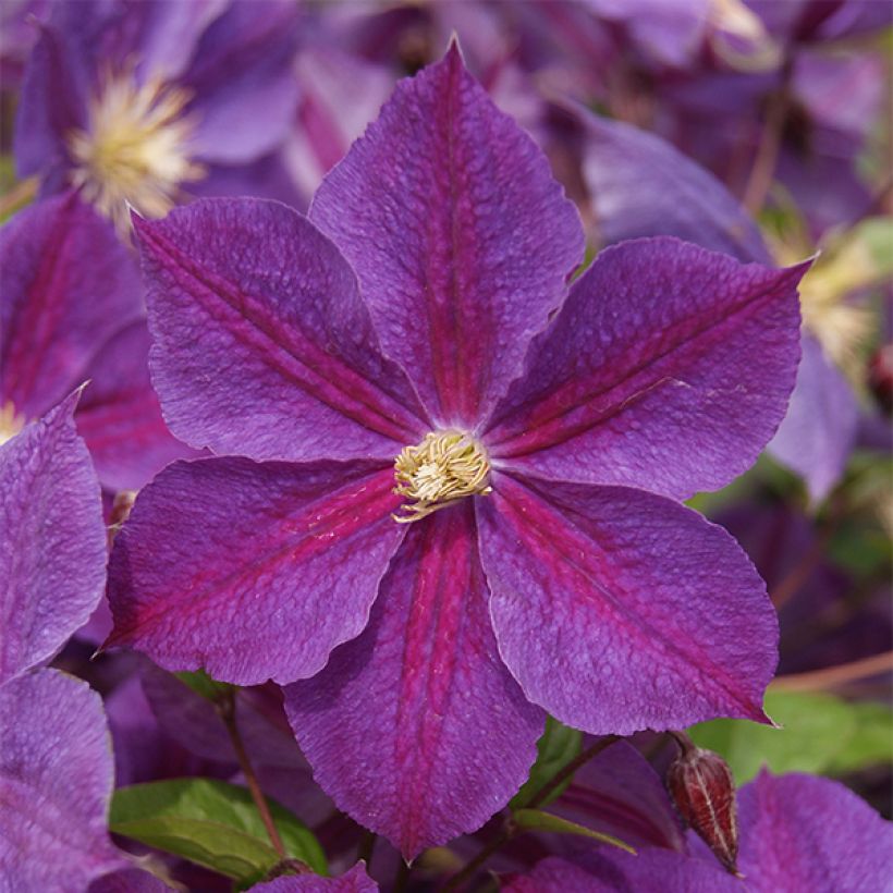 Loistokärhö Star of India (Kukinta)