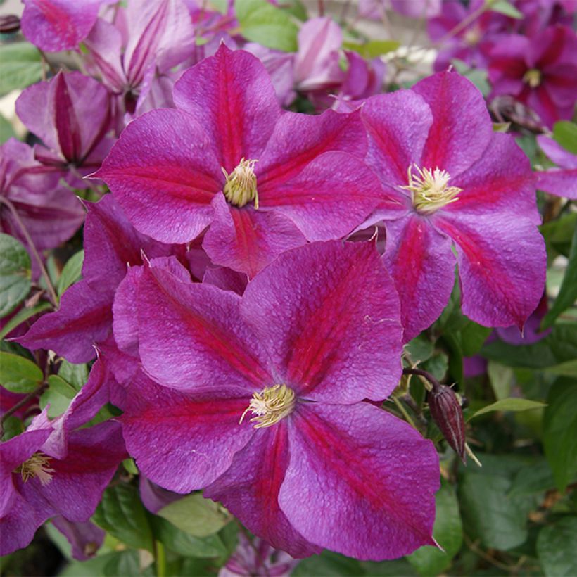 Loistokärhö Star of Pakistan (Kukinta)
