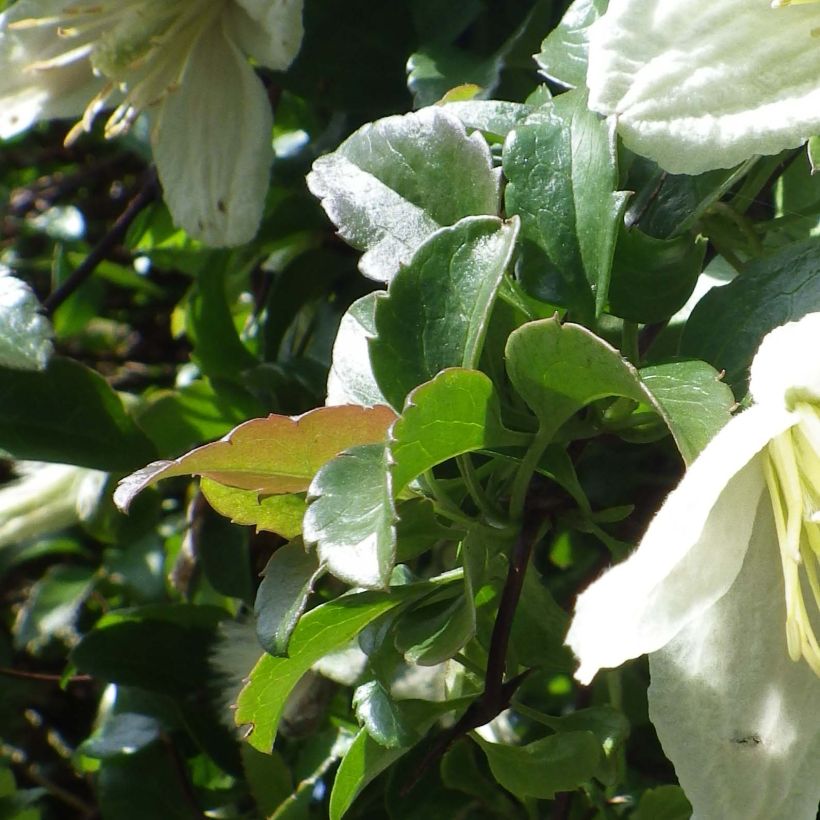 Pallekärhö Wisley Cream (Lehvistö)