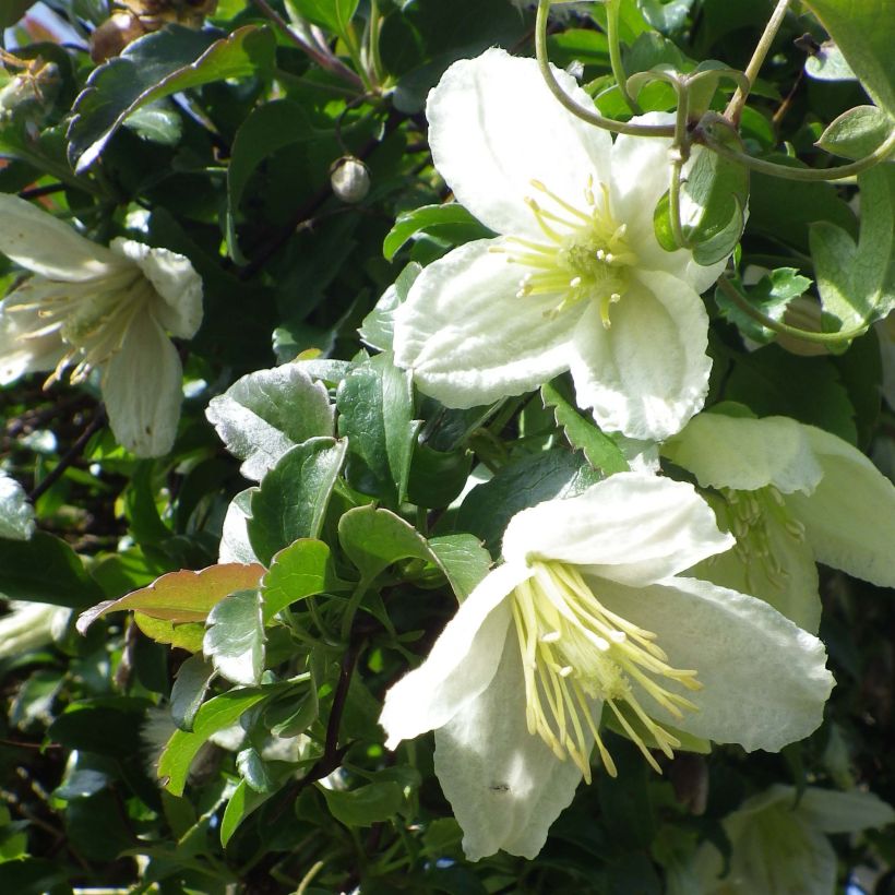 Pallekärhö Wisley Cream (Kukinta)