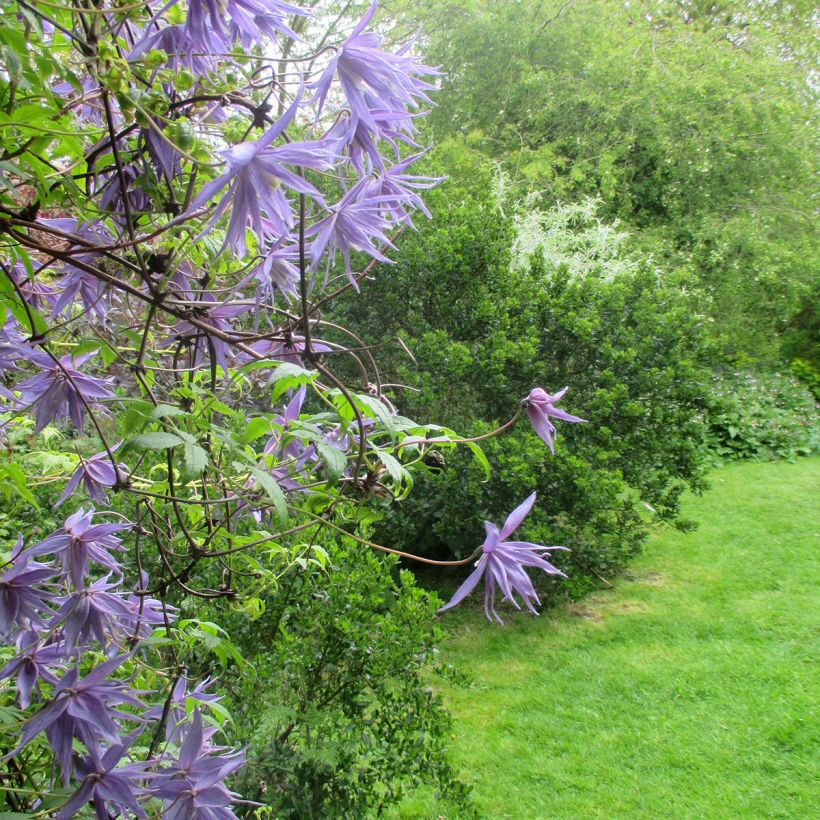 Kruunukärhö - Clematis macropetala (Kasvutapa)