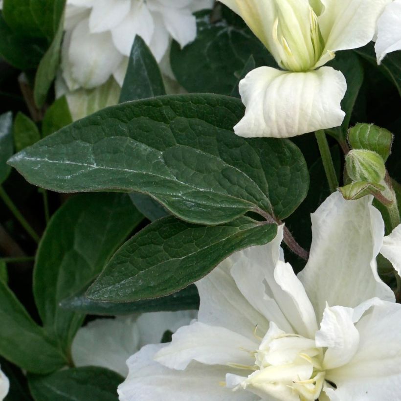 Tiukukärhö White Arabella (Lehvistö)