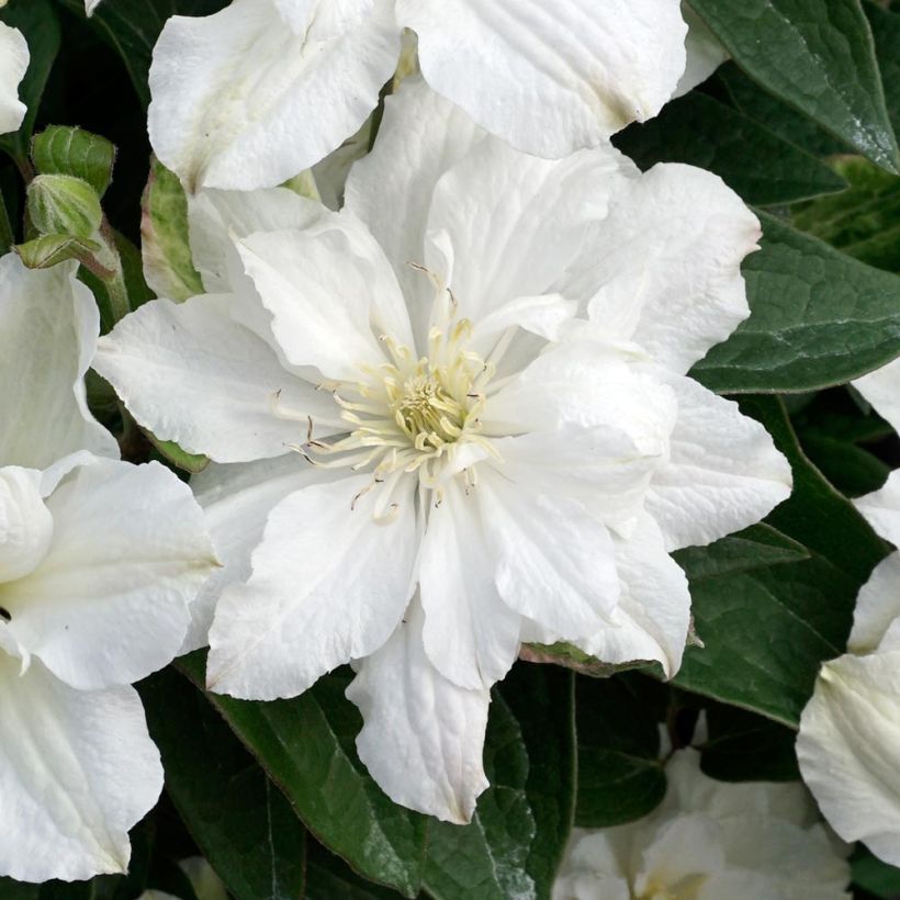 Tiukukärhö White Arabella (Kukinta)