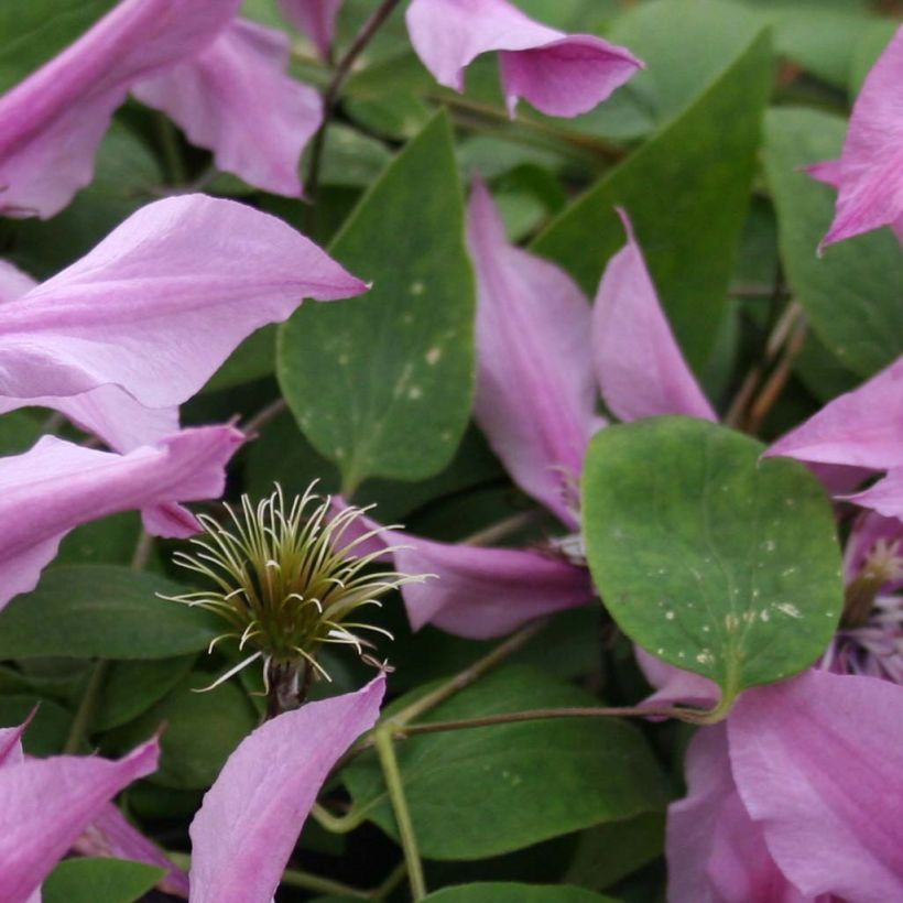 Kellokärhö Saphyra Duo Rose (Lehvistö)