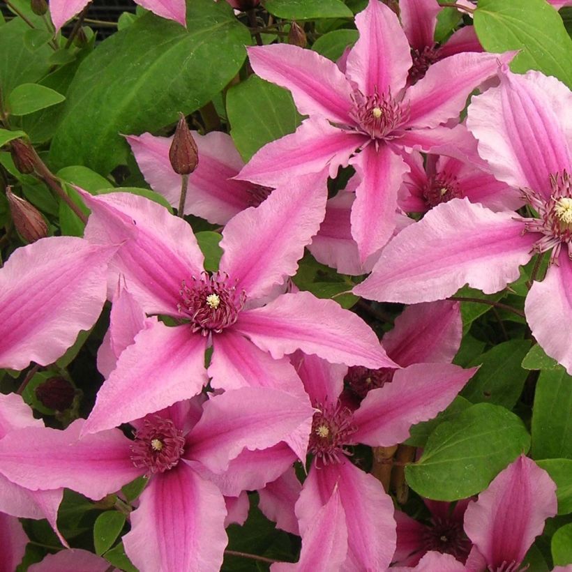 Kellokärhö Saphyra Duo Rose (Kukinta)