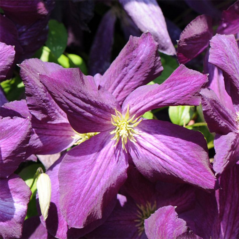 Loistokärhö Purpurea Zojapur (Kukinta)