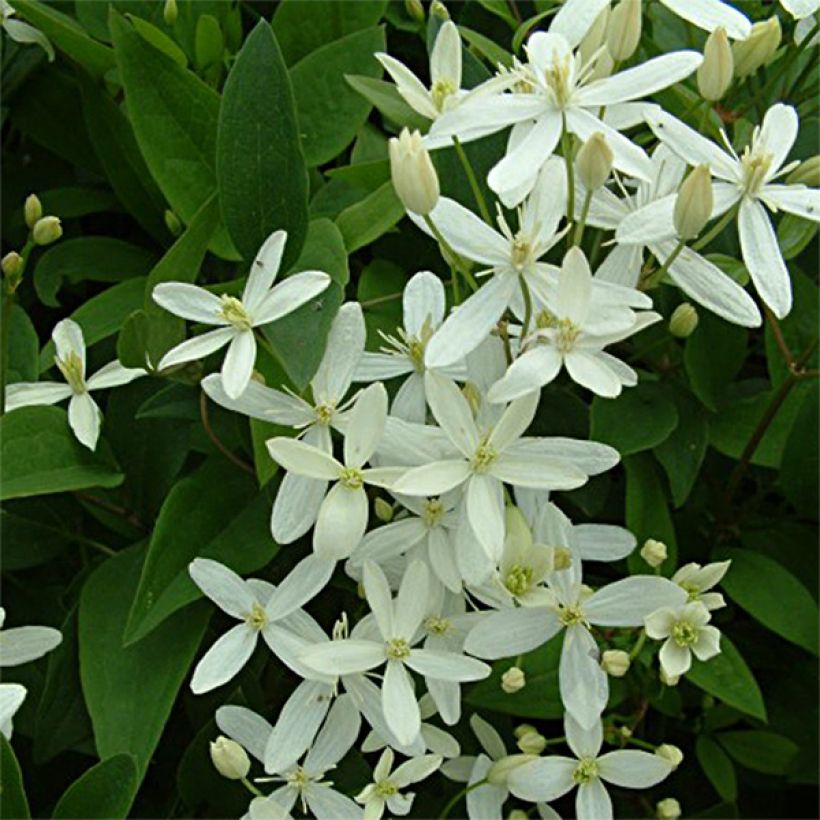 Tuoksukärhö mandshurica (Kukinta)