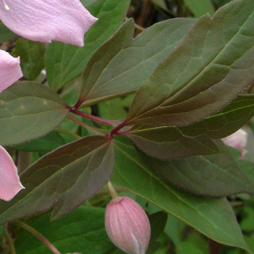Vuorikärhö Fragrant Spring (Lehvistö)