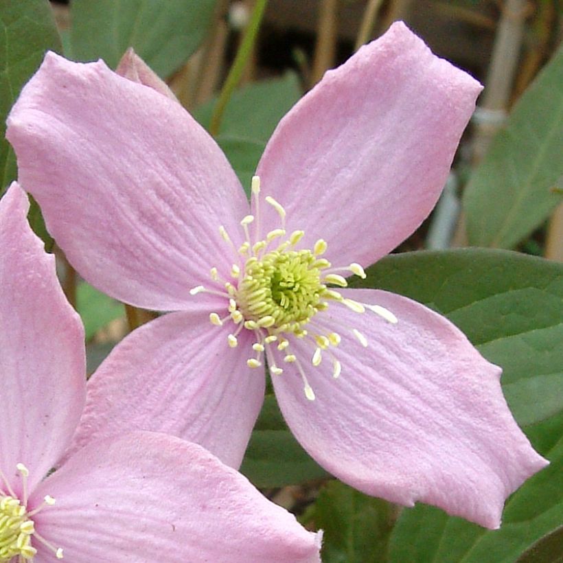 Vuorikärhö Fragrant Spring (Kukinta)