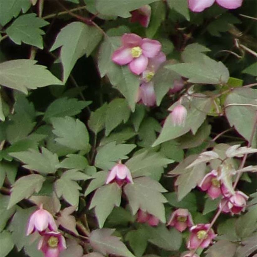 Vuorikärhö Freda (Lehvistö)