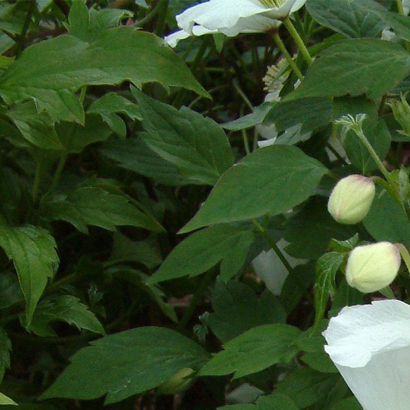 Vuorikärhö Grandiflora (Lehvistö)