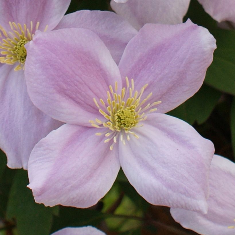 Vuorikärhö Pink Perfection (Kukinta)