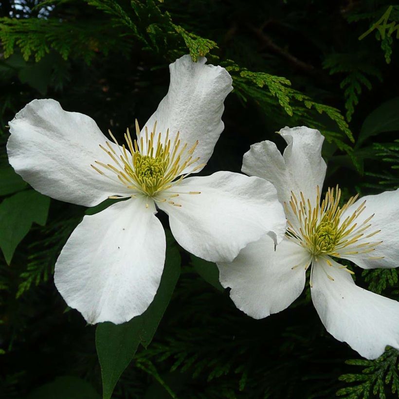 Vuorikärhö Spooneri (Kukinta)