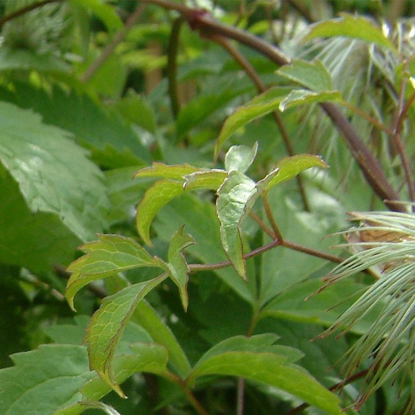 Tuoksukeltakärhö - Clematis serratifolia (Lehvistö)