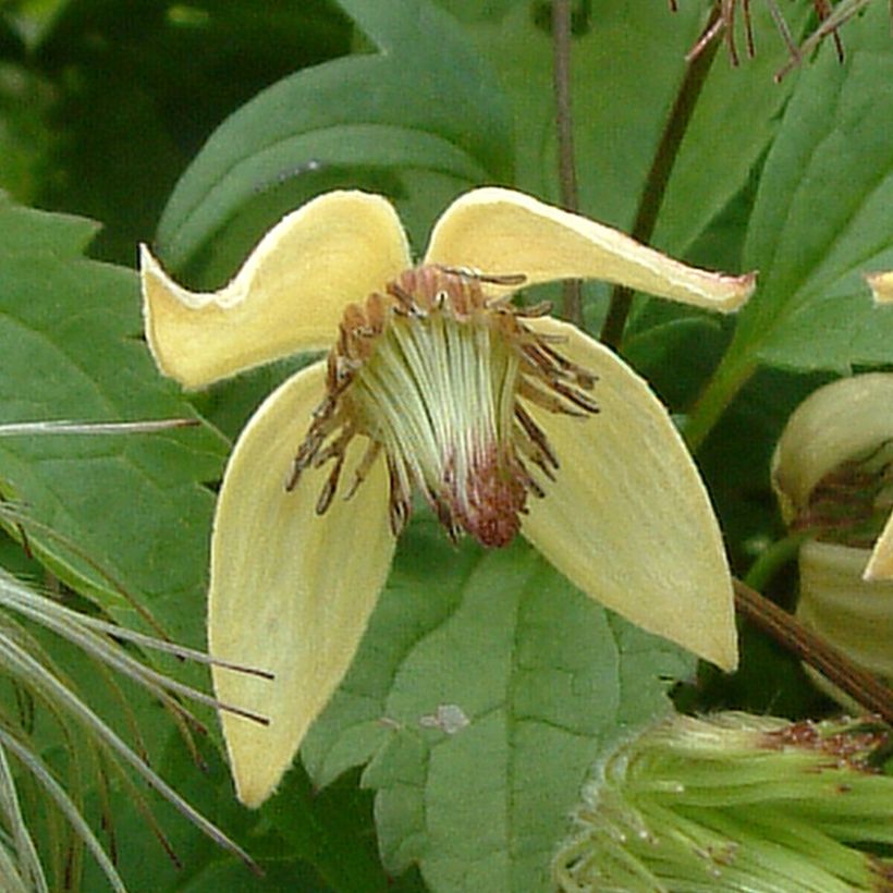 Tuoksukeltakärhö - Clematis serratifolia (Kukinta)