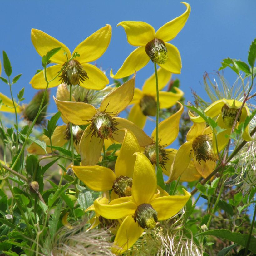Kiinankeltakärhö - Clematis tibetana subsp. tangutica (Kukinta)