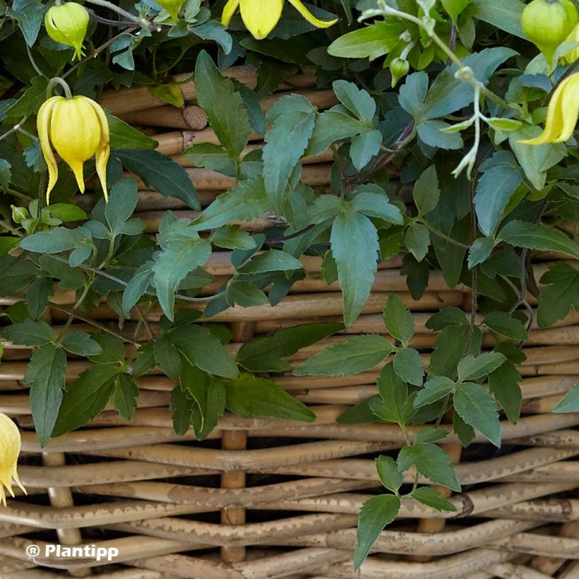 Kiinankeltakärhö Little Lemons (Lehvistö)