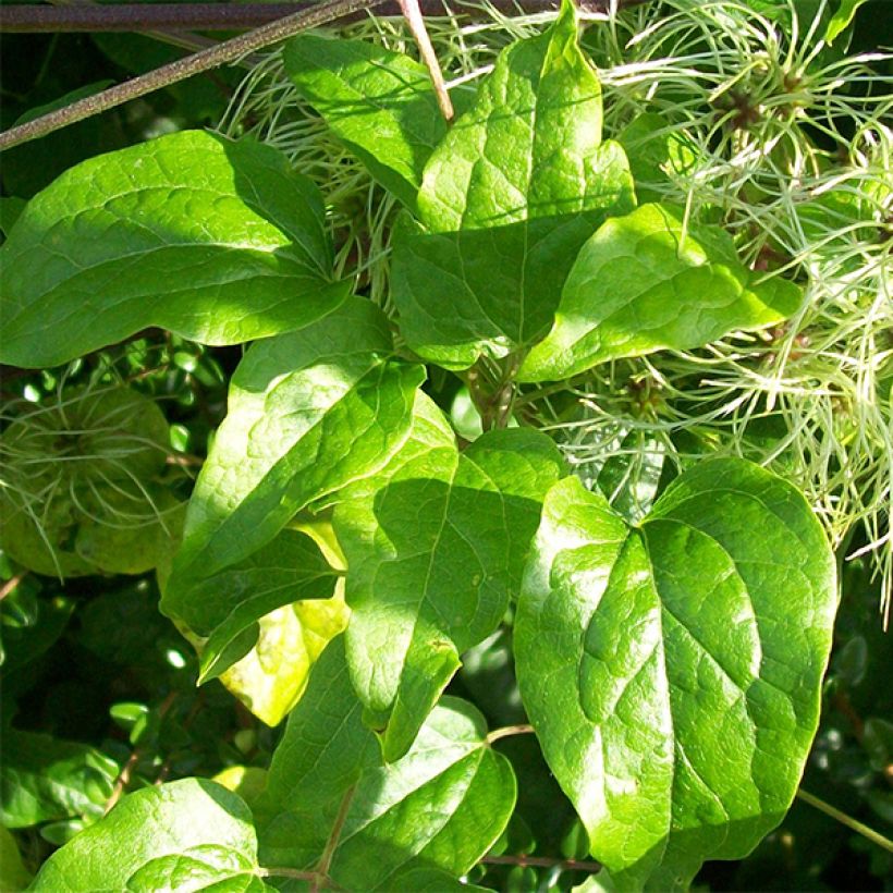 Saksankärhö - Clematis vitalba (Lehvistö)