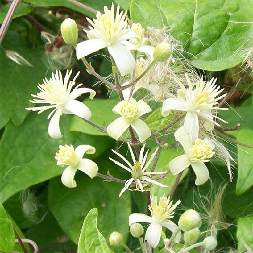 Saksankärhö - Clematis vitalba (Kukinta)