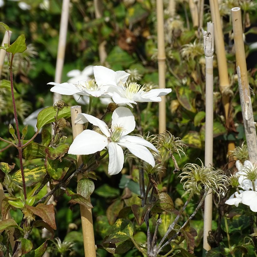 Kellokärhö Baby Star (Kukinta)