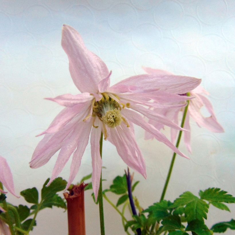 Tarha-alppikärhö Country Rose (Kukinta)