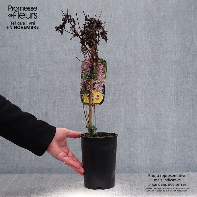 Esimerkki syksyllä toimitetusta Tarha-alppikärhö Country Rose 2 litran/3 litran ruukku-taimesta