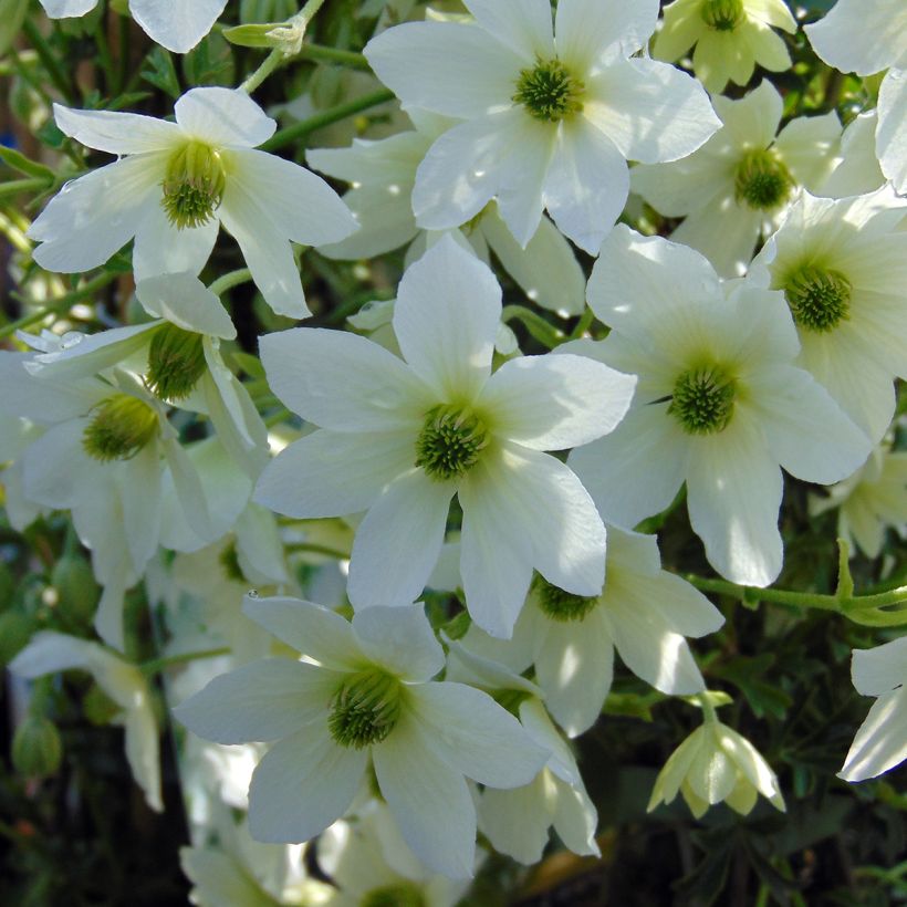 Loistokärhö Early Sensation (Kukinta)
