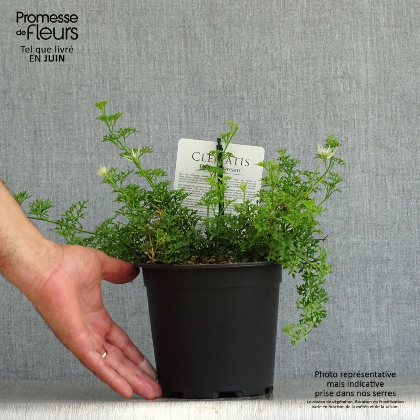 Esimerkki kesällä toimitetusta Loistokärhö Emerald Dream 1 litran / 1,5 litran ruukku-taimesta