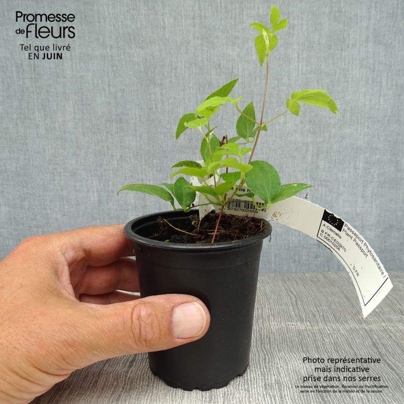 Esimerkki kesällä toimitetusta Loistokärhö Hagley hybride 8/9 cm taimiruukku-taimesta