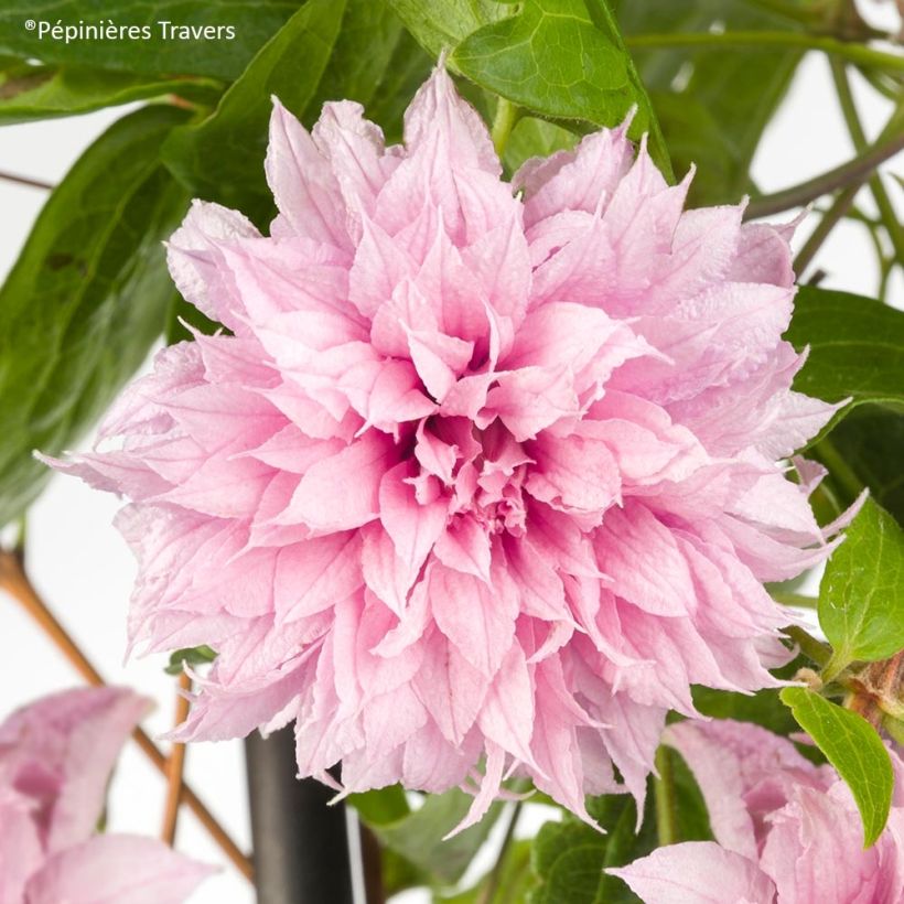 Loistokärhö Multi Pink (Kukinta)