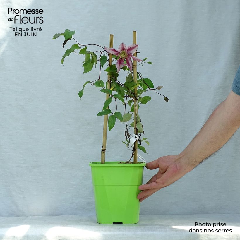 Esimerkki kesällä toimitetusta Loistokärhö Patricia Ann Fretwell 1,5 litran / 2 litran kannu-taimesta