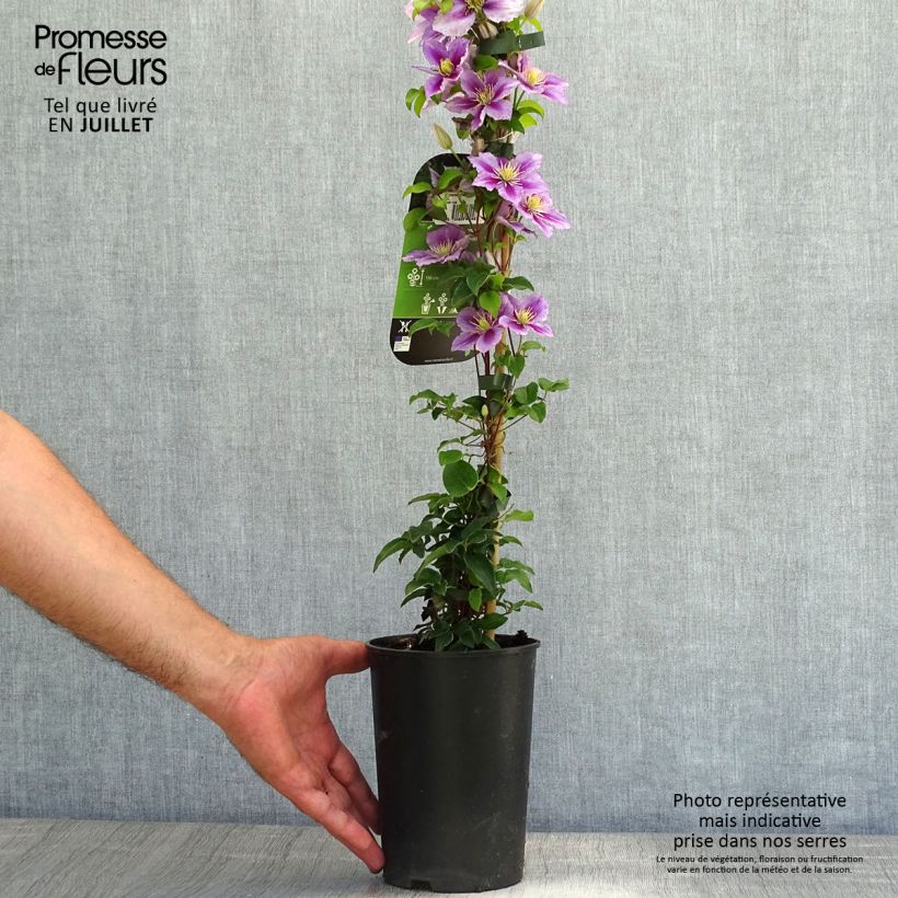 Esimerkki kesällä toimitetusta Clématite - Clematis Piilu Pot de 2L/3L-taimesta