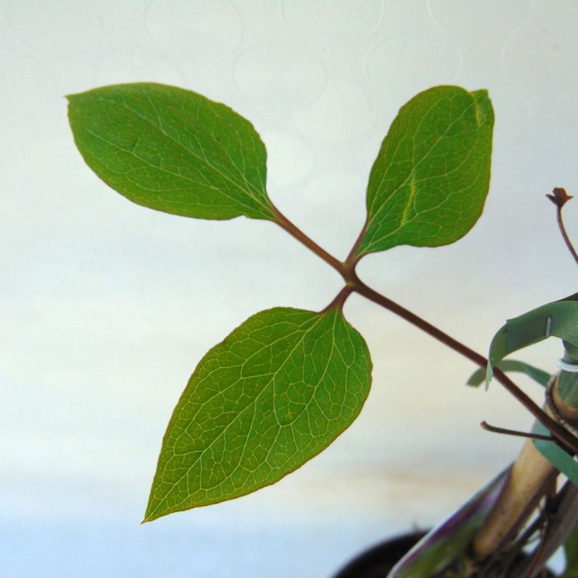 Loistokärhö Star of India (Lehvistö)