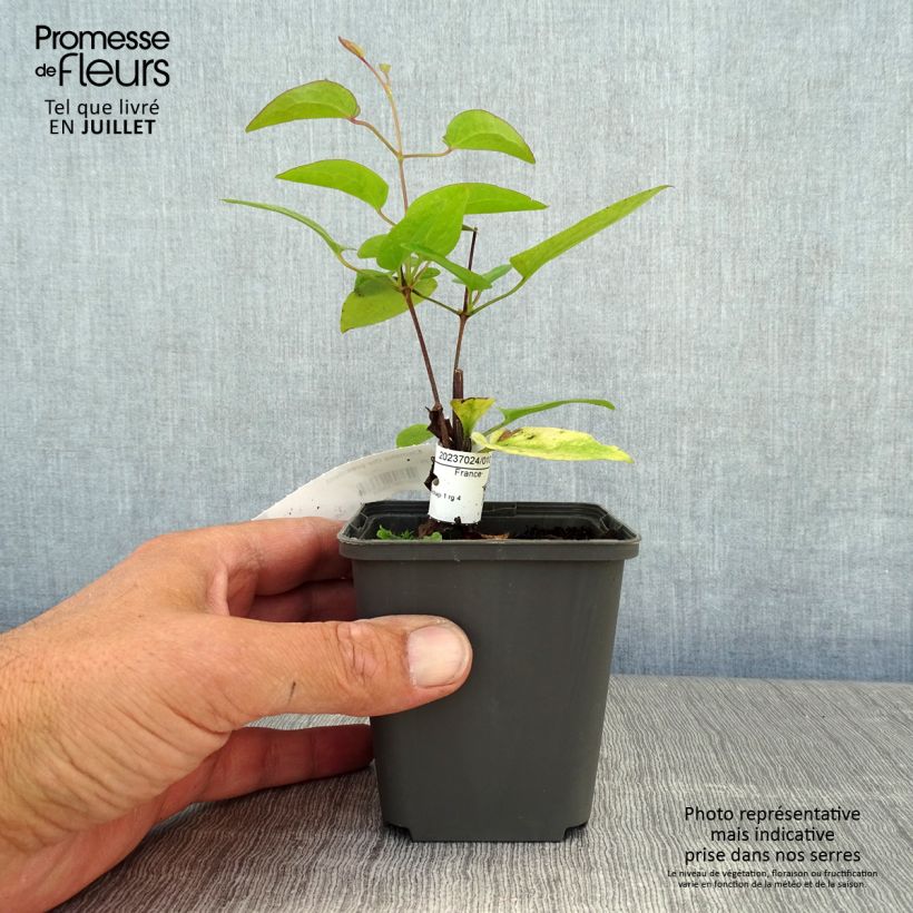 Esimerkki kesällä toimitetusta Loistokärhö The President 8/9 cm taimiruukku-taimesta